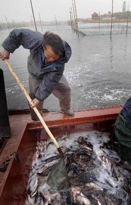 白洋淀局部水域恢復(fù)水產(chǎn)養(yǎng)殖，促進(jìn)區(qū)域生態(tài)與經(jīng)濟(jì)協(xié)調(diào)發(fā)展