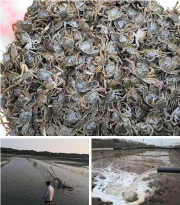 羅涇鎮(zhèn)水產(chǎn)生產(chǎn)有序恢復(fù)，大閘蟹投苗量達(dá)40萬只