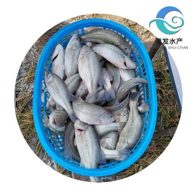 瀘州加洲鱸魚苗現(xiàn)苗供應，專業(yè)配送助力水產(chǎn)養(yǎng)殖