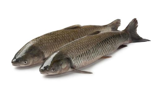 草魚養(yǎng)殖后期易發(fā)肝病的原因及預防方法